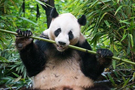 Panda eating bamboo