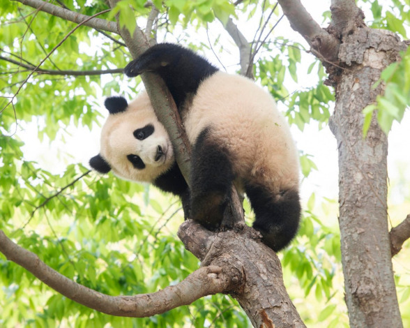 Panda climbing tree